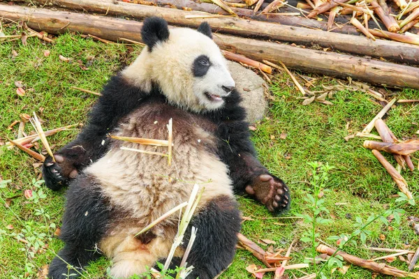 Söpö Onnellinen Jättiläispanda Pitelee Bambua Hauska Panda Karhu Lepää Vihreällä — kuvapankkivalokuva