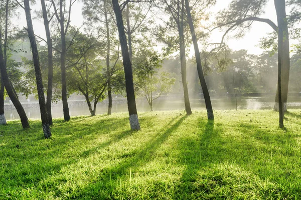 美丽的风景湖通过森林 公园里绿草上树木的美妙阴影 夏日美景 — 图库照片