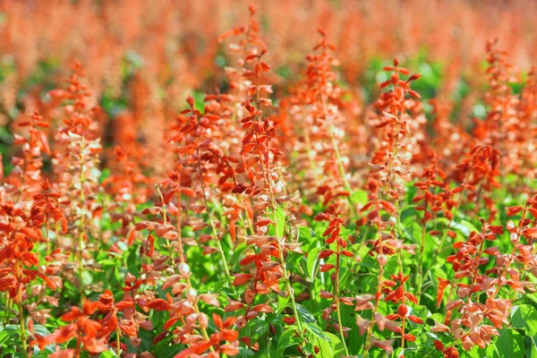 Belles Fleurs Rouges Dans Jardin Magnifique Prairie Fleurs Printemps Été — Photo