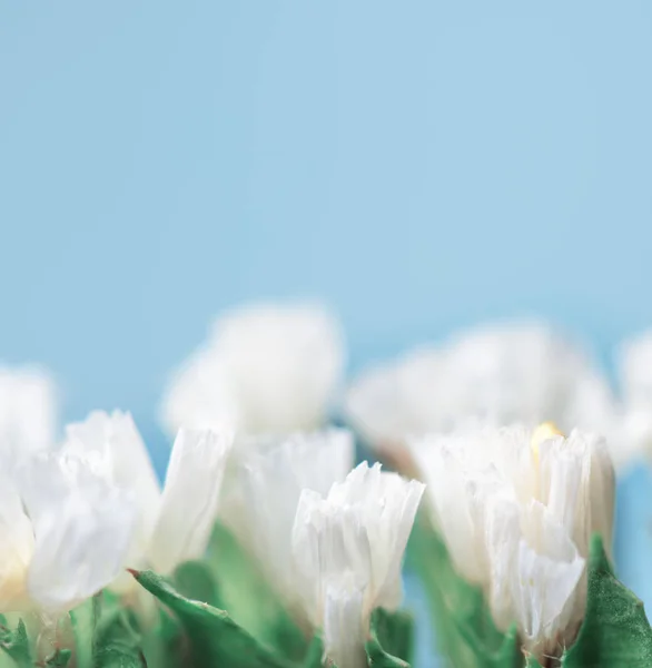 Maravilhosas Flores Brancas Primavera Fundo Azul Macro Shot — Fotografia de Stock
