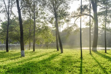 Gün batımında ormanda doğal göl harika manzarasını. Ağaçlar Park yeşil çimenlerin üzerinde şaşırtıcı gölgeleri. Yaz gününde güzel manzara.