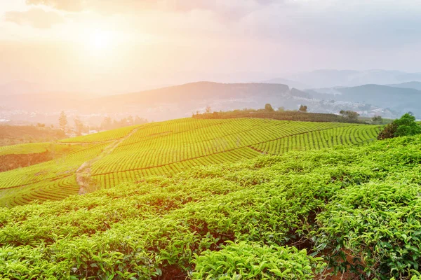 Prachtig Uitzicht Thee Plantage Bij Zonsondergang Mooie Jonge Helder Groene — Stockfoto