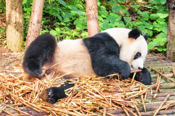 特写看可爱可笑的大熊猫躺在一堆竹笋 熊猫熊在绿色森林里玩得很开心 森林里惊人的野生动物 — 图库照片