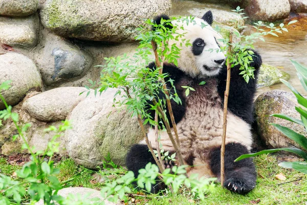 可爱的小大熊猫坐在绿叶之间 有趣的熊猫熊玩得很开心 惊人的野生动物 — 图库照片