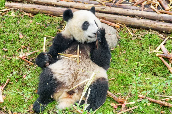 可爱的大熊猫手持竹子和爪子覆盖鼻子 有趣的熊猫熊吃完早饭就在草地上休息 惊人的野生动物 — 图库照片