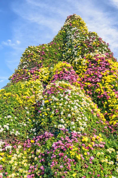 Maravillosa Decoración Flores Colores Sobre Fondo Azul Cielo Hermosos Crisantemos —  Fotos de Stock