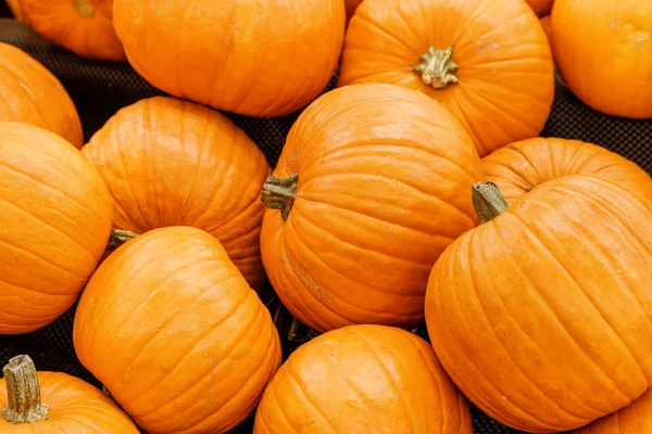 Calabazas Naranjas Brillantes Comida Ecológica Saludable Producto Agricultura Ecológica Frutas — Foto de Stock