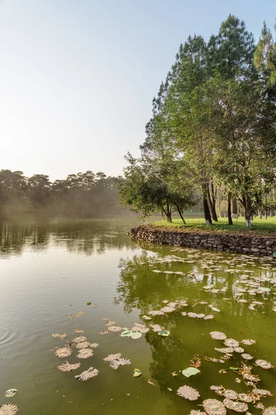 Park Manzaralı Göl Güzel Manzarasına Yaz Gününde Harika Yeşil Orman — Stok fotoğraf