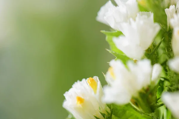 Prachtige Witte Lentebloemen Natuurlijke Achtergrond Macro Schot — Stockfoto