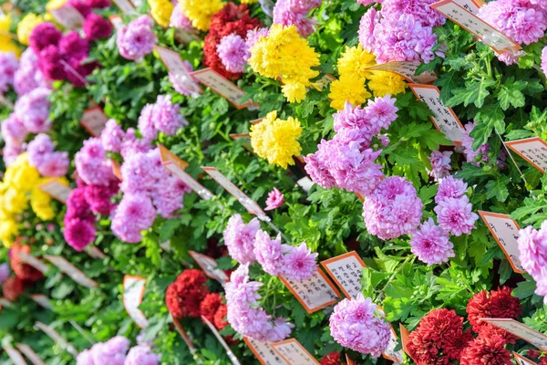 Séoul Corée Sud Octobre 2017 Magnifiques Chrysanthèmes Lumineux Différentes Couleurs — Photo