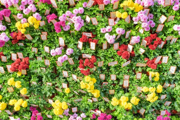 Seoul, South Korea - October 15, 2017: Beautiful bright chrysanthemums of different colors at Jogyesa Temple. Pink, yellow and red ritual flowers. Jogyesa Temple is a symbol of Korean Buddhism. — Stock Image Seoul South Korea October 2017 Beautiful Bright Chrysanthemums Different Colors Royalty Free Stock Images