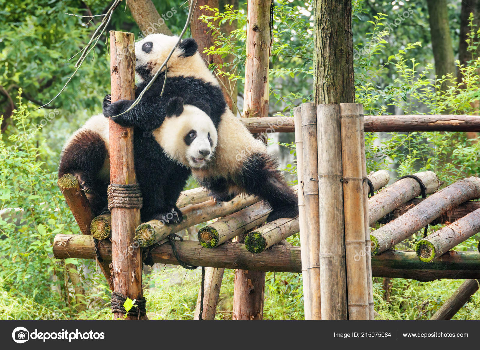 Two Funny Young Giant Pandas Playing Together Having Fun Green Stock Photo  by ©efired 215075084