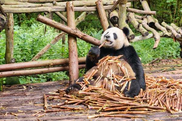 有趣的熊猫熊坐在一堆竹笋和享受早餐之间的绿色树林 可爱的大熊猫吃竹子 森林里惊人的野生动物 — 图库照片