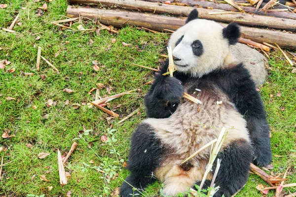 可爱的大熊猫 吃完早饭后 在草地上休息 捧着竹子 有趣的熊猫熊 惊人的野生动物 — 图库照片