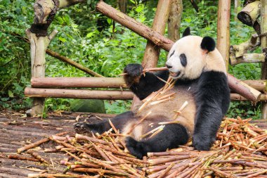 Komik dev panda bambu yeme. Sevimli panda ayısı bambu sürgünleri yeşil ağaçların arasında yığını oturuyor. Ormandaki inanılmaz vahşi hayvan.