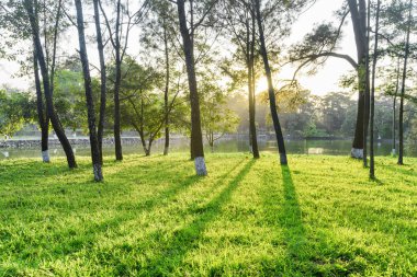 Ağaçlar Park yeşil çimenlerin üzerinde şaşırtıcı gölgeleri. Güzel göl günbatımı ağaçların arasından görünür. Yaz gününde doğal peyzaj.