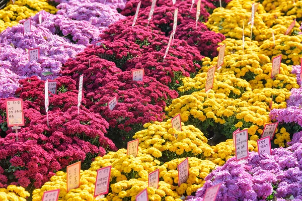 Seúl Corea Del Sur Octubre 2017 Scenic Rows Bright Chrysanthemums —  Fotos de Stock