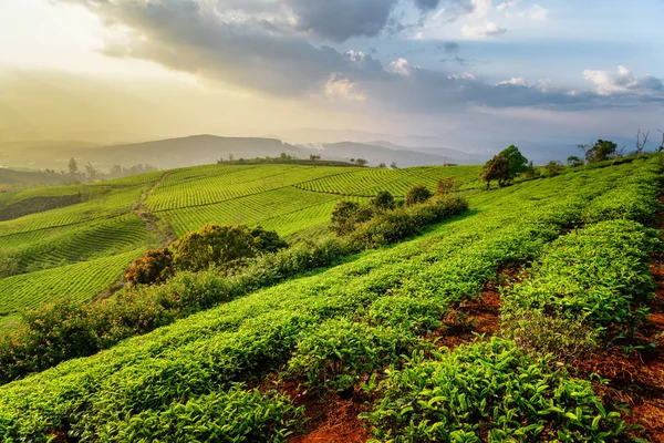 Çay Plantasyon Günbatımında Harika Manzarası Genç Parlak Yeşil Çay Çalılar — Stok fotoğraf