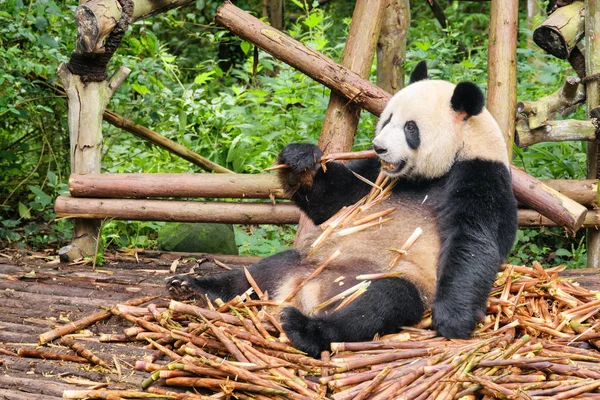 有趣的大熊猫吃竹子 可爱的熊猫坐在绿色树林中的竹笋堆里 森林中惊人的野生动物 — 图库照片
