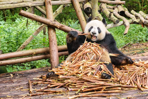 熊猫熊坐在一堆竹笋里 在绿色的树林里享用早餐 有趣的大熊猫吃竹子和看着相机 森林中惊人的野生动物 — 图库照片