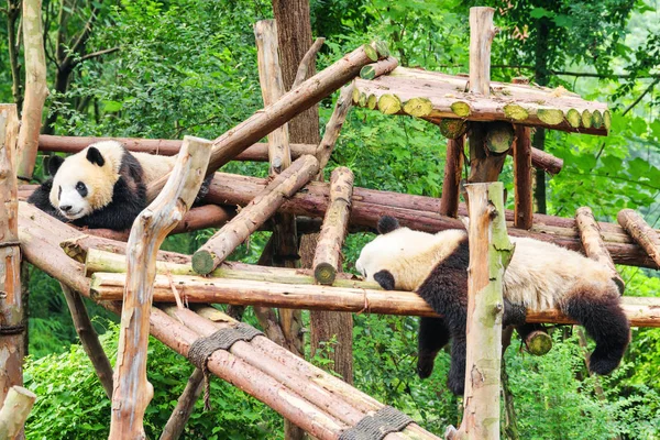 Két Vicces Fiatal Óriás Panda Pihenő Zöld Erdőben Erdő Csodálatos — Stock Fotó