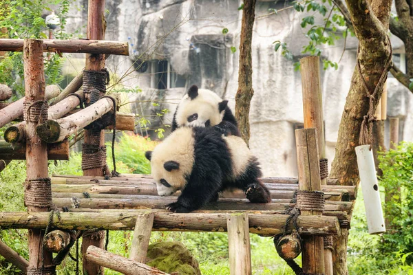 两只可爱的小大熊猫在一起玩耍 玩得很开心 有趣的熊猫 惊人的野生动物 — 图库照片