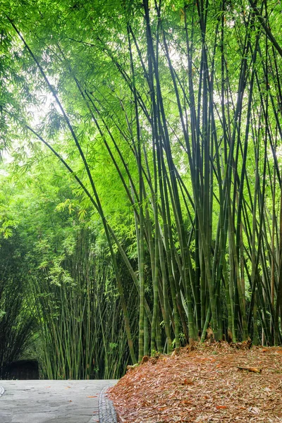 Bambu Ormanda Taş Kaldırım Yolu Ormandaki Yeşil Bambu Ağaçları Arasında — Stok fotoğraf