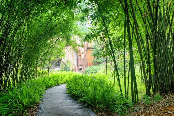 Gölgeli Taş Kaldırım Eğrelti Otları Park Yeşil Bambu Ağaçları Arasında — Stok fotoğraf