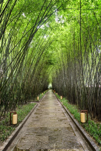 雨后通过绿色竹林的风景秀丽的人行道 公园里树木间的迷人小路 — 图库照片