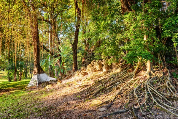 Bela Visão Noturna Madeiras Cênicas Verão Árvores Verdes Com Raízes — Fotografia de Stock