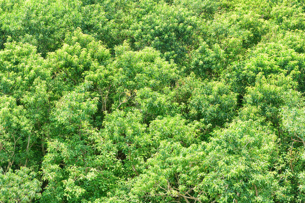 Wonderful top view of mangrove forest. Bright green foliage of trees on summer sunny day. Amazing woods.