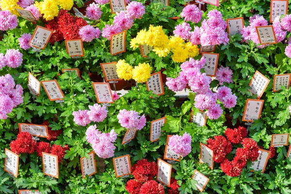 Seoul, South Korea - October 15, 2017: Amazing view of bright chrysanthemums at Jogyesa Temple. Pink, yellow and red ritual flowers. Jogyesa Temple is a symbol of Korean Buddhism. — Stock Image Seoul South Korea October 2017 Amazing View Bright Chrysanthemums Jogyesa Stock Picture