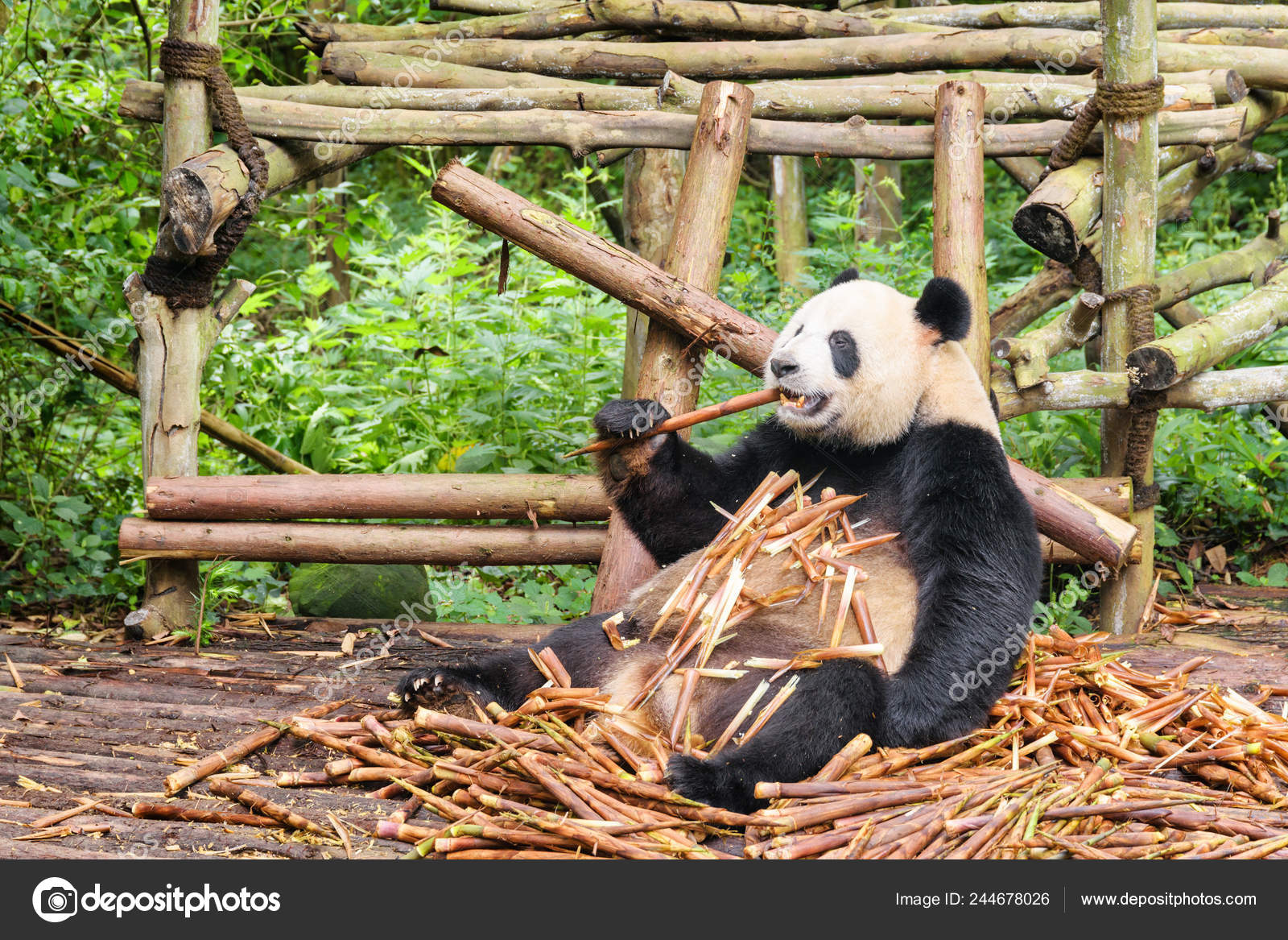 Giant Panda Eating Bamboo Cute Panda Bear Sitting Pile Bamboo Stock Photo Image By C Efired