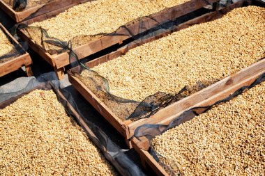 Arabica taze ürün. Kahve çekirdekleri ahşap palet üzerinde güneşte kurutma Üstten Görünüm.