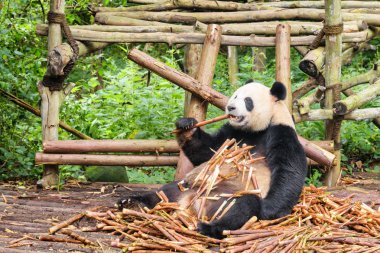 Dev panda bambu yeme. Sevimli panda bambu sürgünleri yığınının içinde oturan ve gıda yeşil ağaçların arasında zevk ayı. Ormandaki inanılmaz vahşi hayvan.