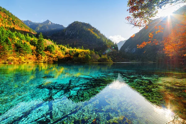 森の中を落下の間で驚くほどの 多色湖 のビューと中国九寨溝自然の山区します 下部に潜りツリー トランク 紅葉を太陽が輝いています — ストック写真