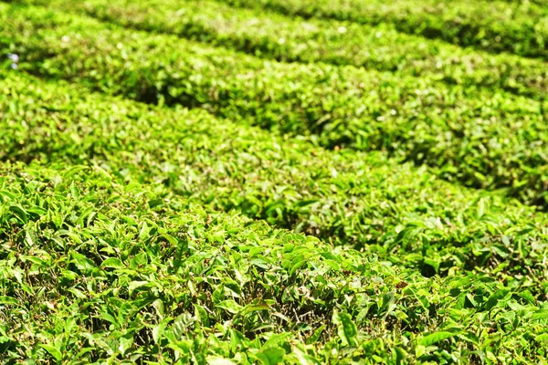 Scenic Green Rows Bushes Tea Plantation Bright Fresh Upper Leaves — Stock Photo, Image