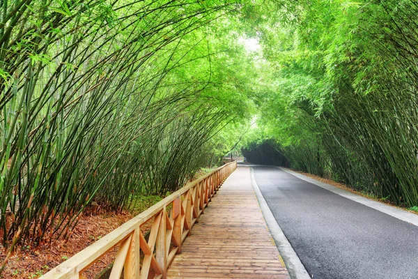 Vackra Vägen Och Trätrottoar Bland Gröna Bambuträd Skog Väg Fantastiska — Stockfoto