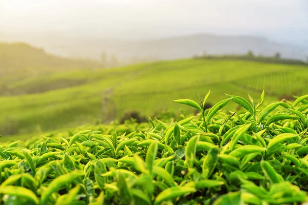 Jovens arbustos de chá verde brilhante na plantação de chá à noite — Fotografia de Stock