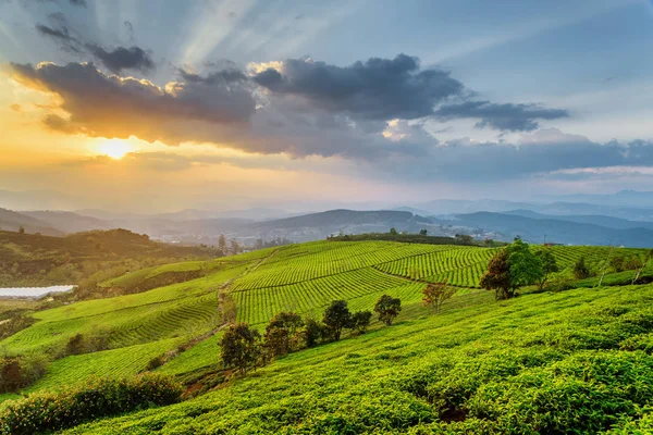 Yeşil çay çalılar ve şaşırtıcı günbatımı gökyüzü güzel satırları — Stok fotoğraf