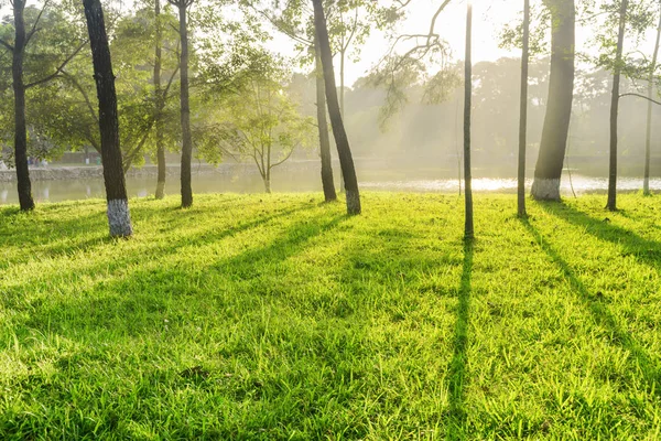 Vue du lac à travers les bois. Ombres des arbres sur l'herbe — Photo