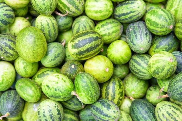 Verse rijpe kleine watermeloenen. Vers geoogste zoete vruchten — Stockfoto