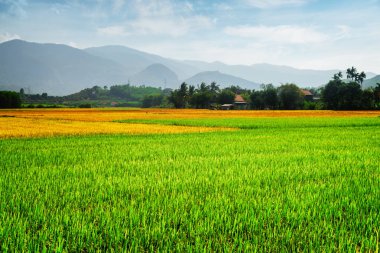 Doğal renkli pirinç tarlaları. Çeşitli aşamalarında pirinç ekimi