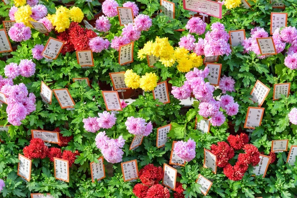 Scenic bright chrysanthemums at Jogyesa Temple in Seoul — Stock Photo, Image