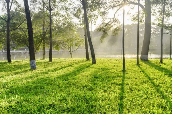 Sombras de árboles sobre hierba verde en el parque. Hermoso paisaje — Foto de Stock