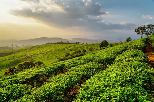 Rows of green tea bushes at tea plantation at sunset — Stock Photo, Image