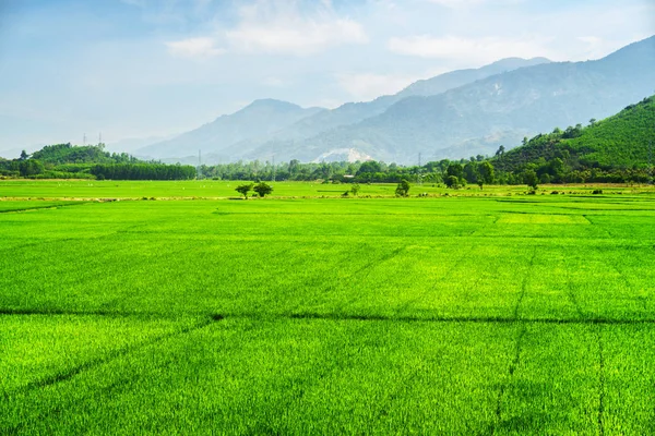 Beautiful bright green rice fields in summer — Stock Photo, Image