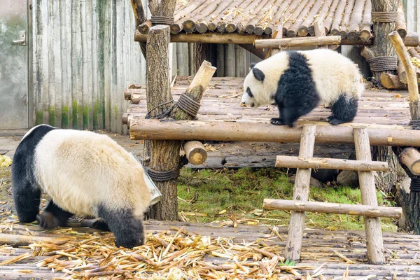 Aranyos óriás panda és a kölyök. Vicces panda medve — Stock Fotó