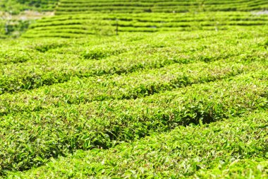 Çay tarlasında bir sıra çalı. Taze yeşil çay yaprakları