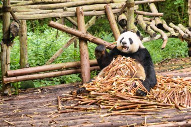 Panda bambu sürgünler yığını içinde oturan ve gıda zevk